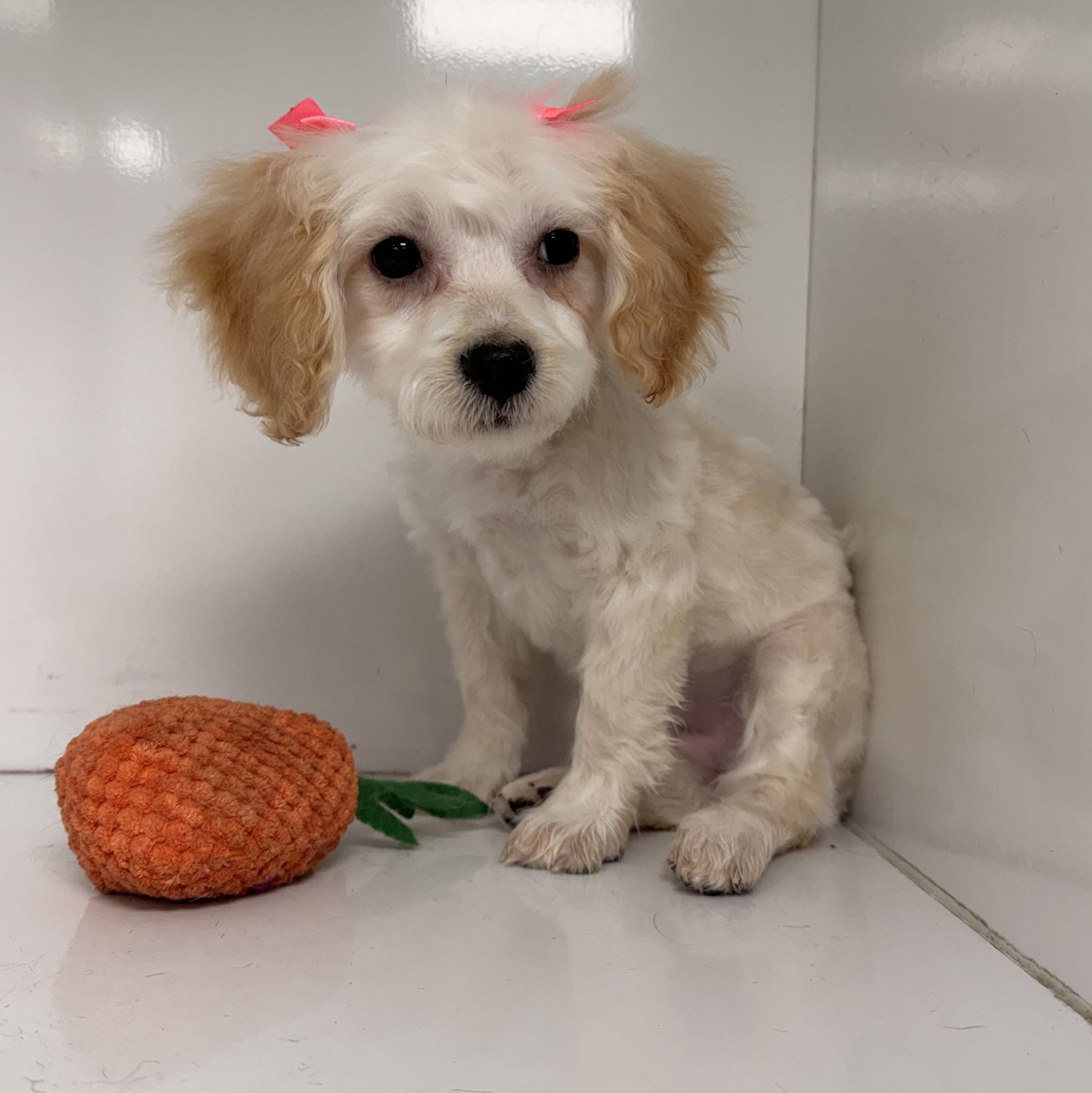 Enlarge Dixie, an adopted Maltipoo in ontario, CA image 1/5