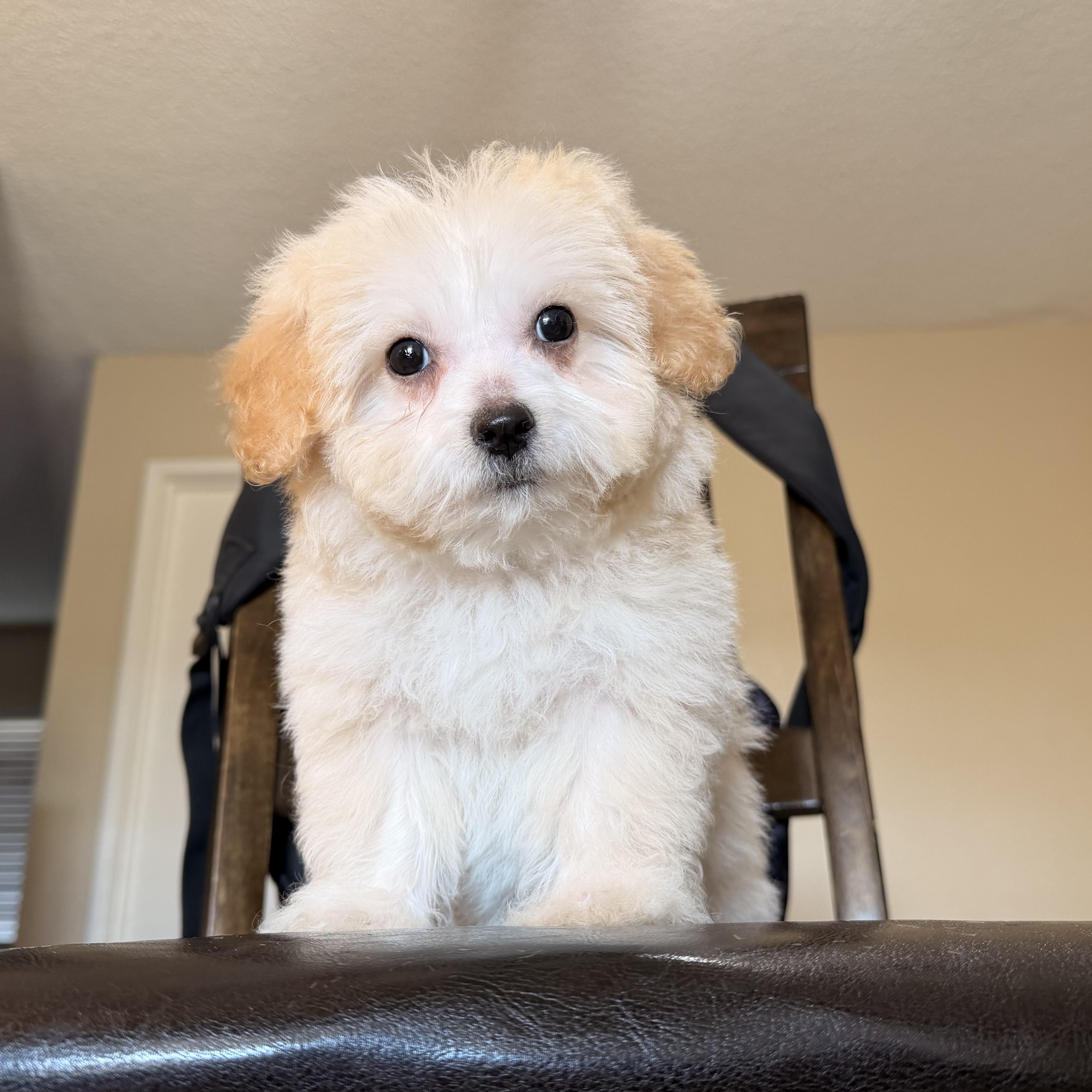 Dixie, ADOPTABLE, Puppy Female Maltipoo.
