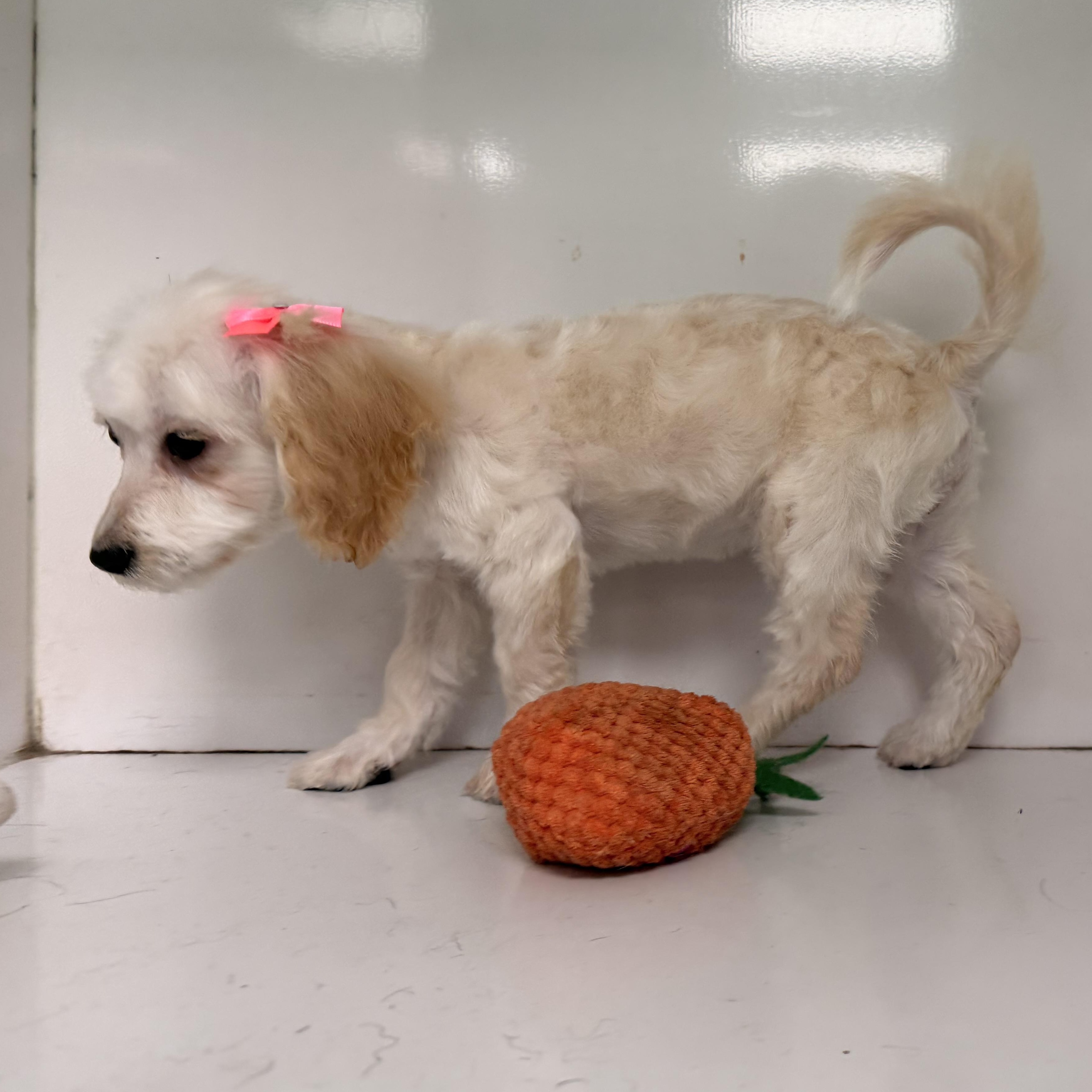 Enlarge Dixie, an adopted Maltipoo in ontario, CA image 4/5