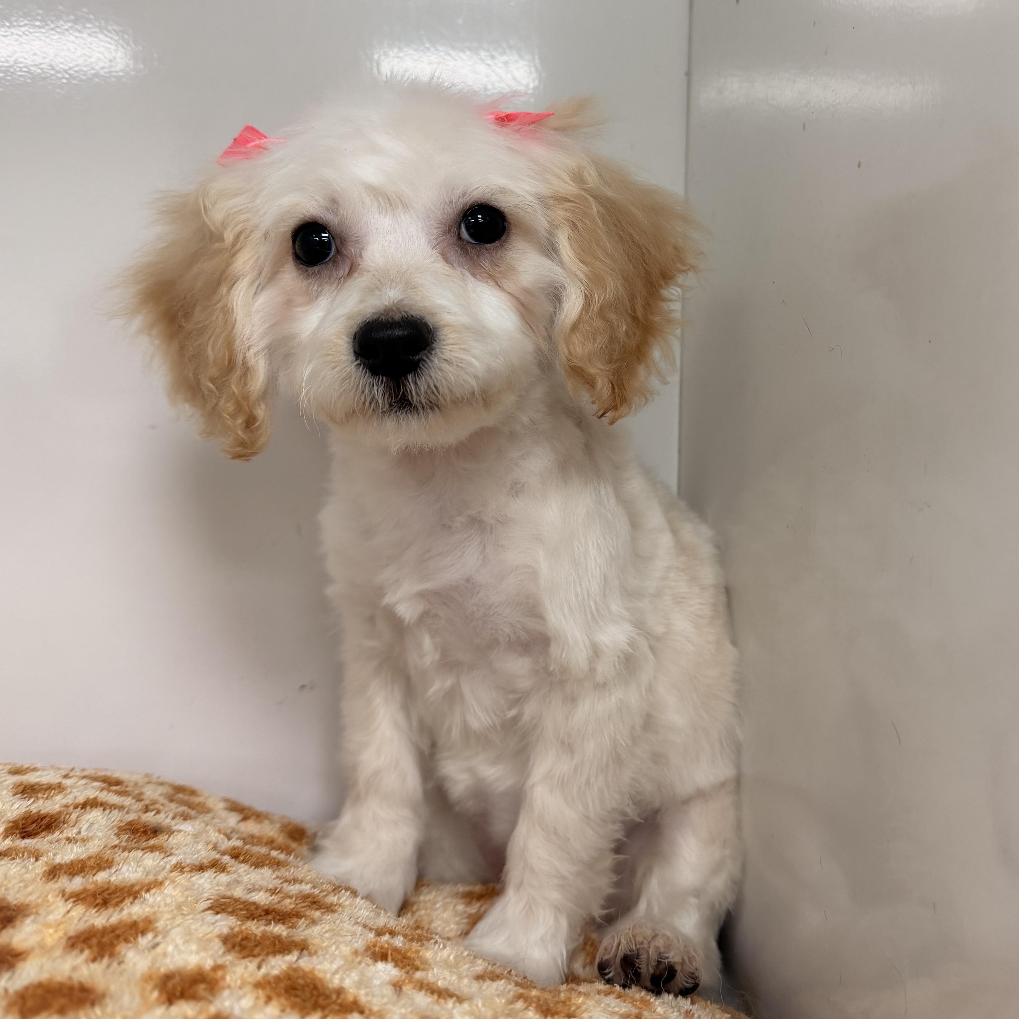 Enlarge Dixie, an adopted Maltipoo in ontario, CA image 3/5