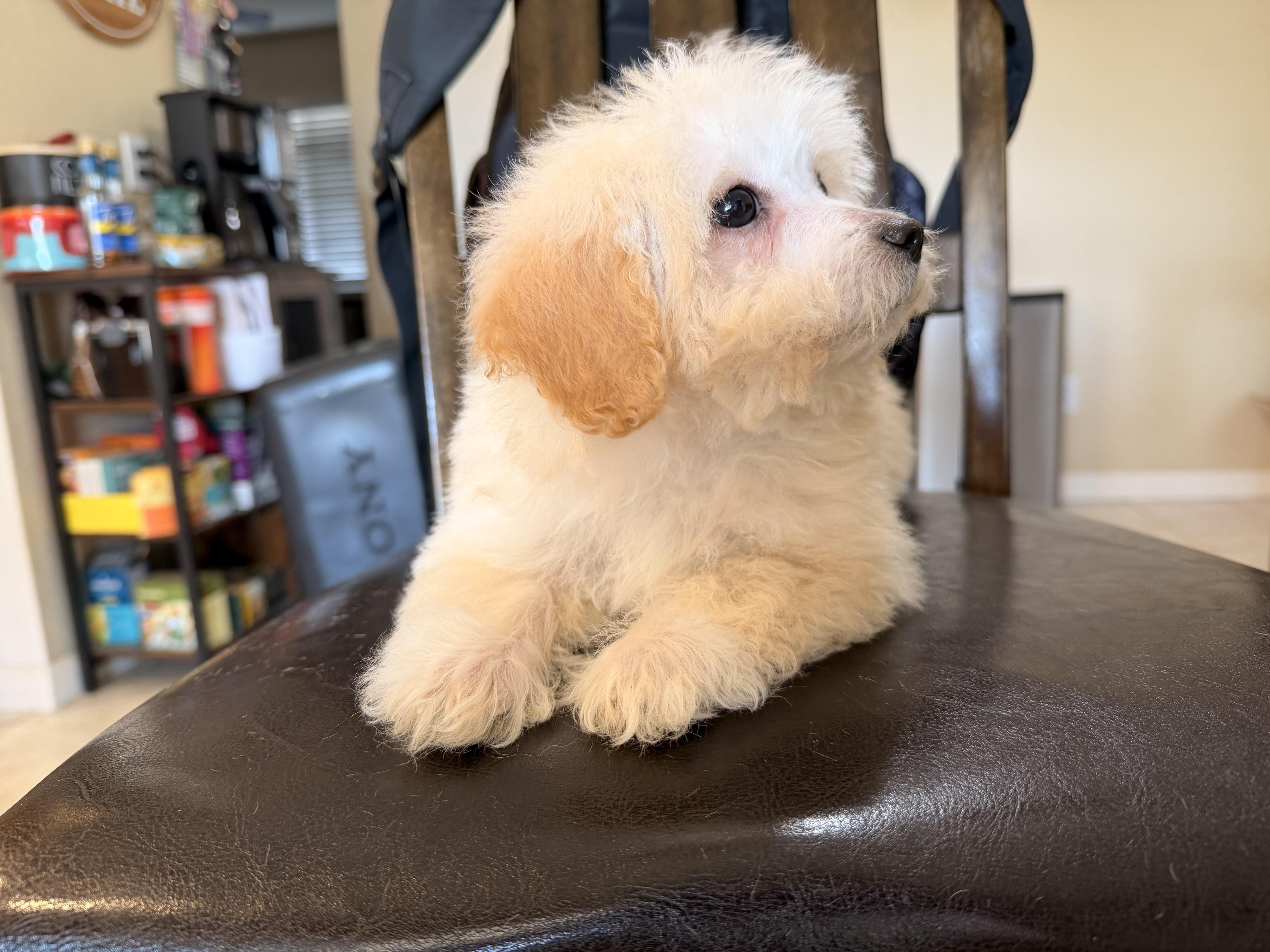 Dixie, a ADOPTABLE Maltipoo in ontario, CA image 5/5