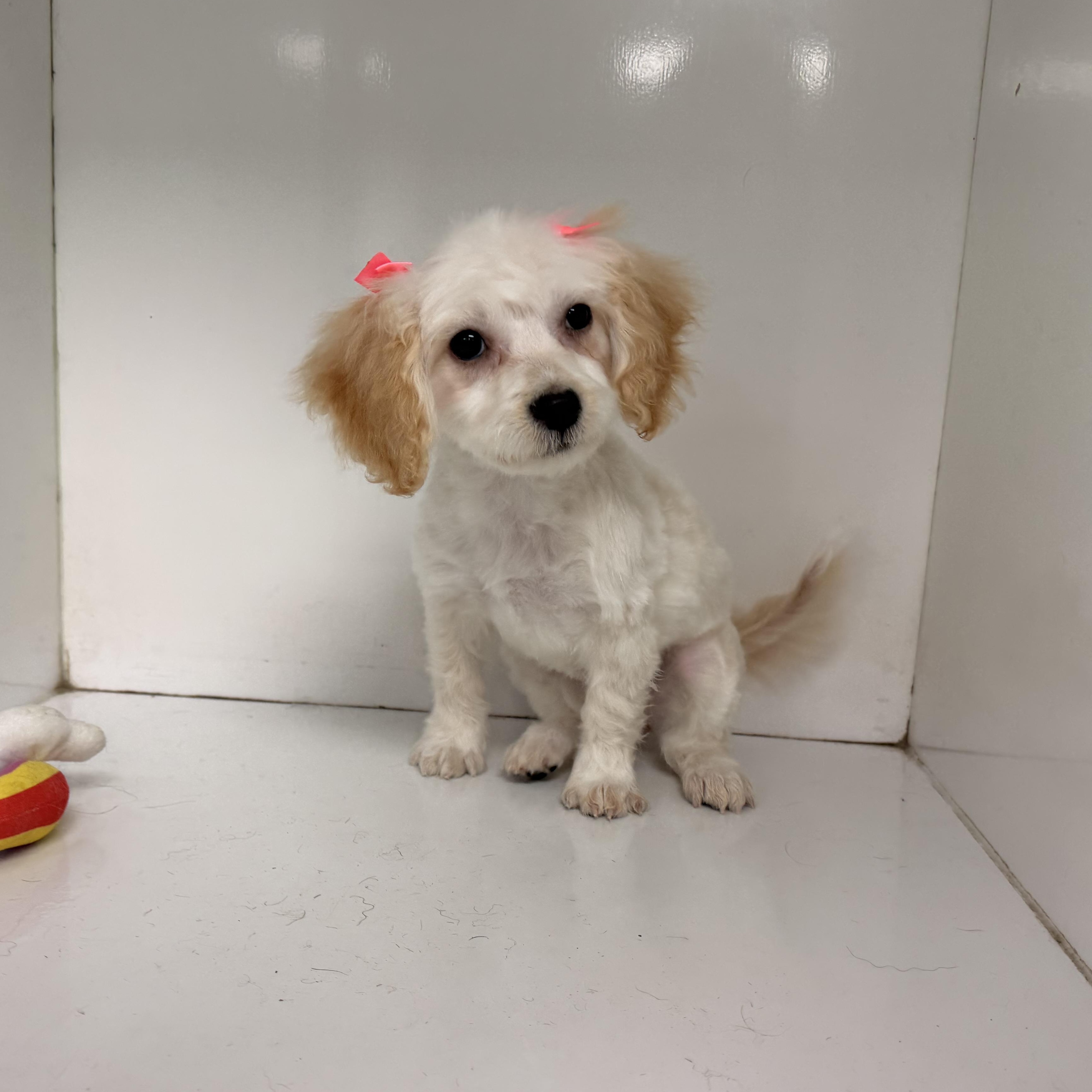 Enlarge Dixie, an adopted Maltipoo in ontario, CA image 5/5