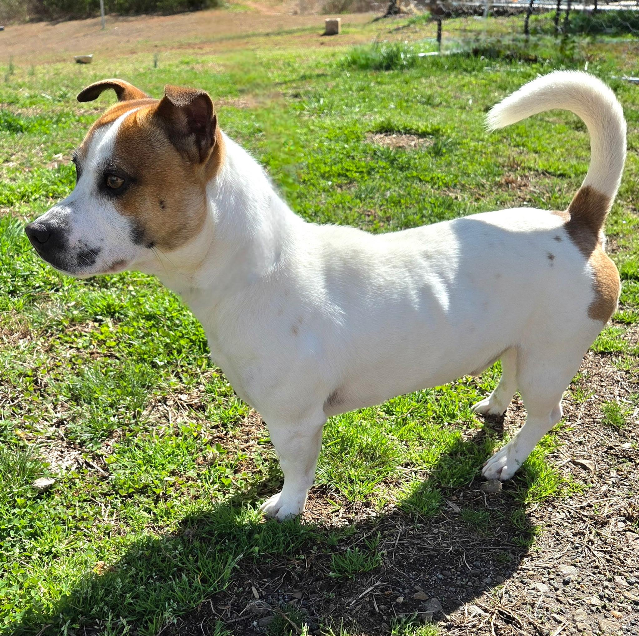 Waddles, a other mixed breed in Franklin, NC image 2/3