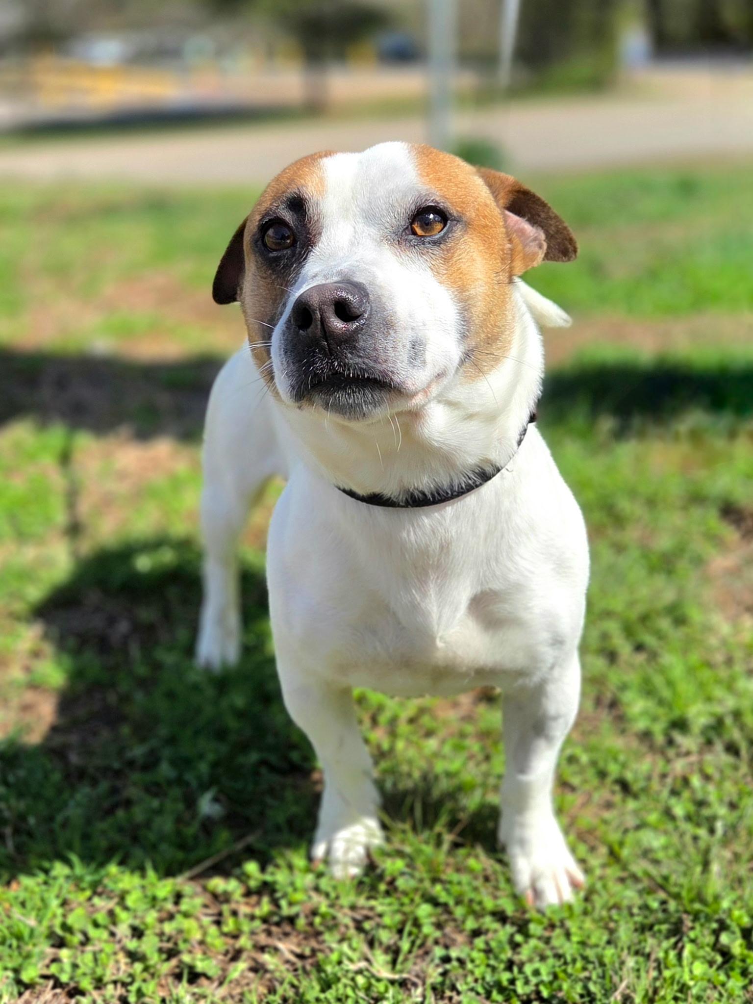 Waddles, a other mixed breed in Franklin, NC image 1/3