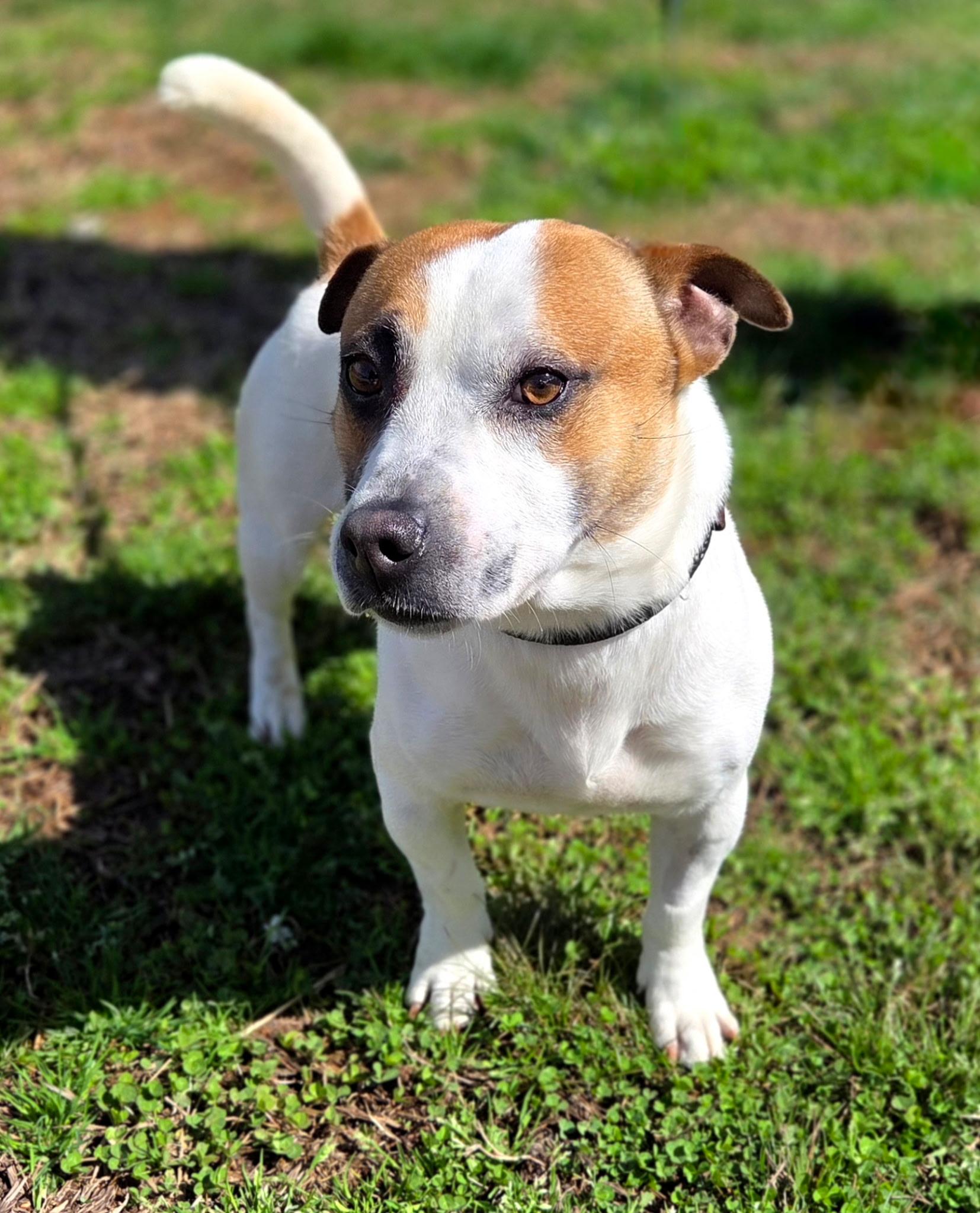 Waddles, a other mixed breed in Franklin, NC image 3/3