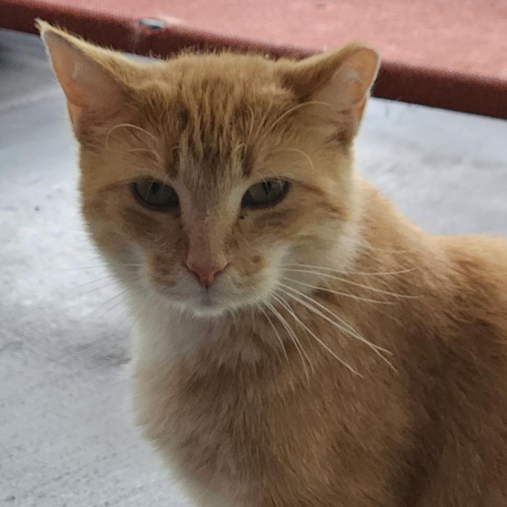 Flora, Adoptable, Adult Female Domestic Short Hair.