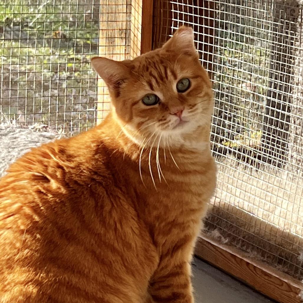 Enlarge Flora, a Adoptable Domestic Short Hair in Brighton, MO image 5/5