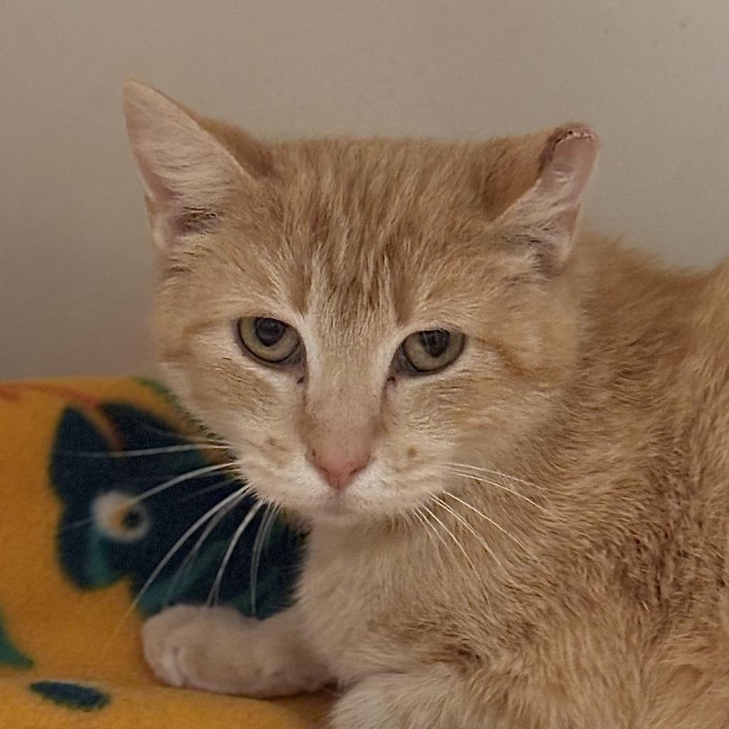 Flora, a Adoptable Domestic Short Hair in Brighton, MO image 2/4