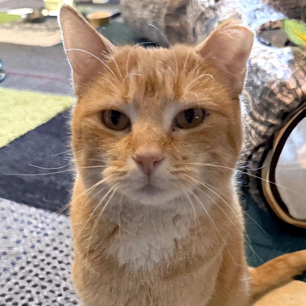 Enlarge Flora, a Adoptable Domestic Short Hair in Brighton, MO image 6/6