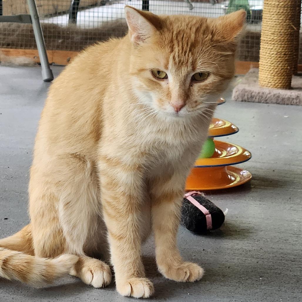 Flora, a Adoptable Domestic Short Hair in Brighton, MO image 3/4
