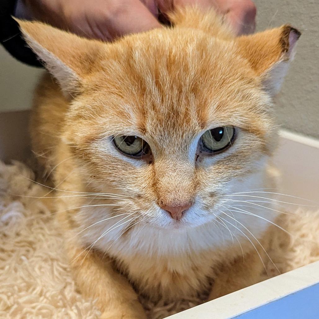 Flora, a Adoptable Domestic Short Hair in Brighton, MO image 4/4