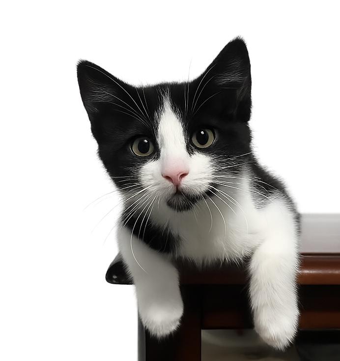 Ashley, a ADOPTABLE American Shorthair in Bonney Lake, WA image 5/5
