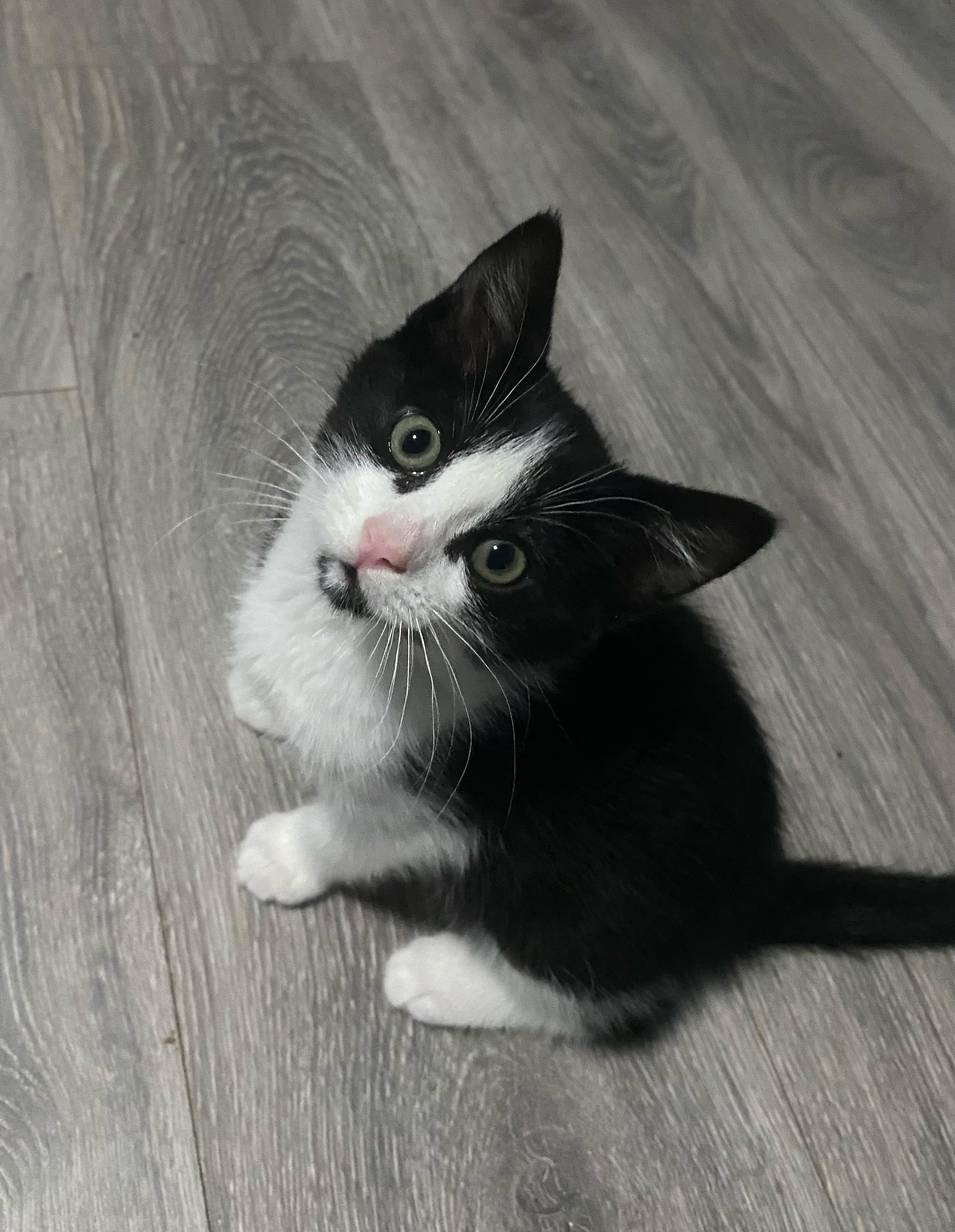 Ashley, a ADOPTABLE American Shorthair in Bonney Lake, WA image 4/5