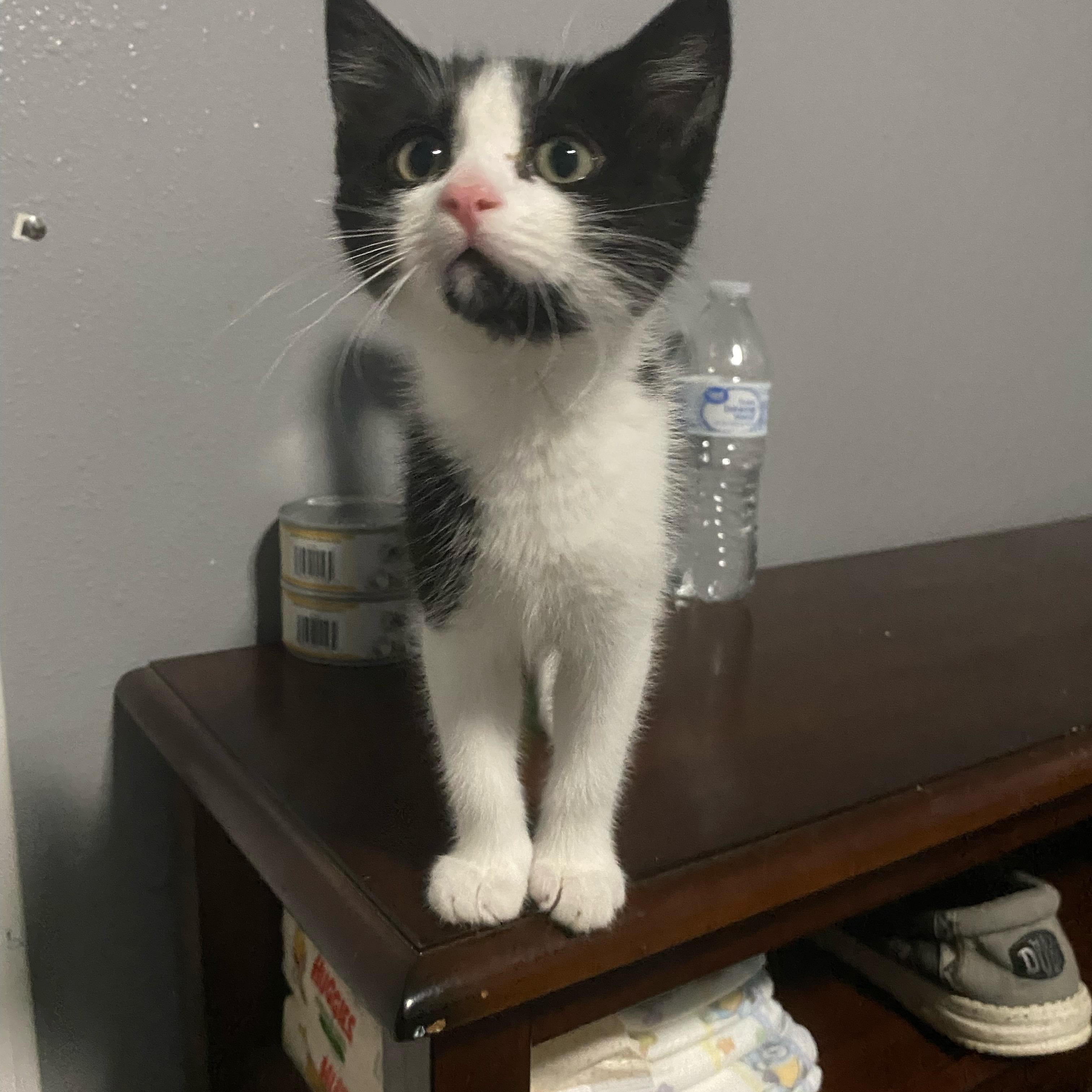 Ashley, a ADOPTABLE American Shorthair in Bonney Lake, WA image 2/5