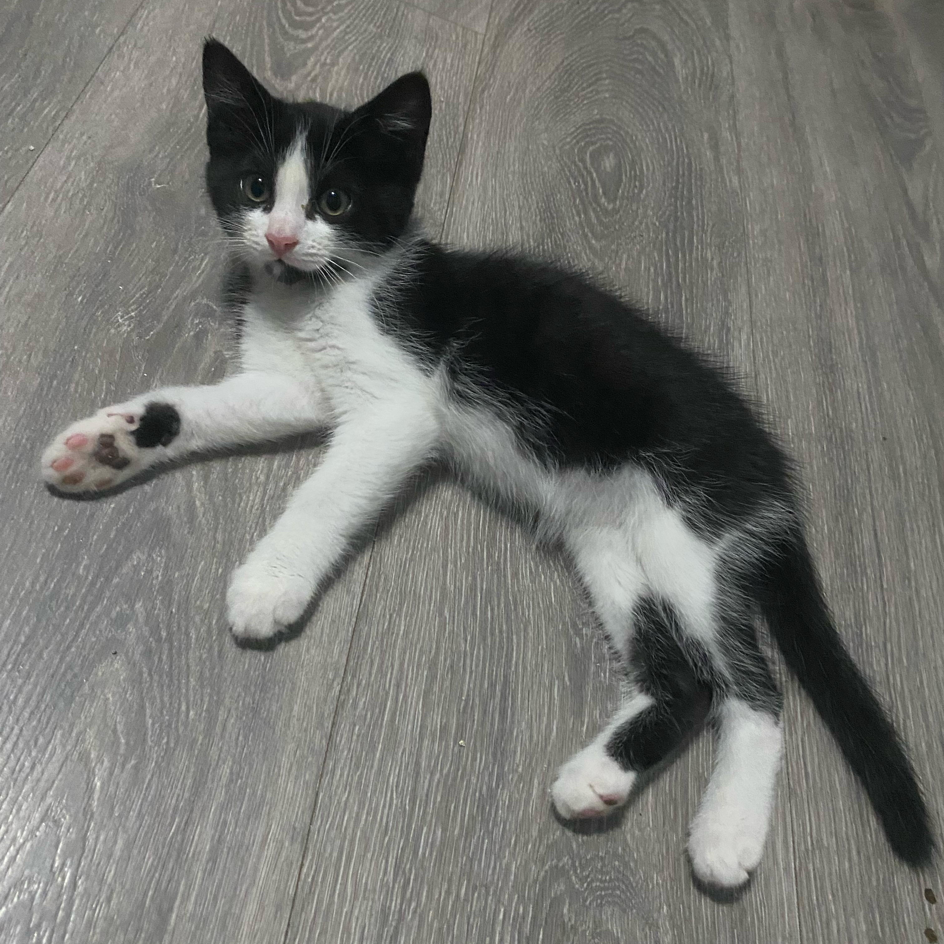 Ashley, ADOPTABLE, Kitten Female American Shorthair.