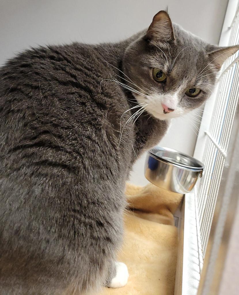 Enlarge Dot (now Gem), a Adoptable mixed breed in Waverly, NY image 1/6