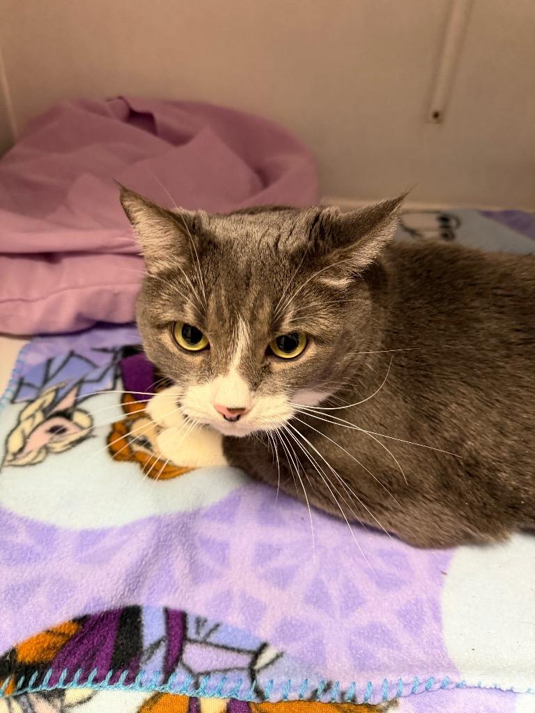 Enlarge Dot (now Gem), a Adoptable mixed breed in Waverly, NY image 3/6