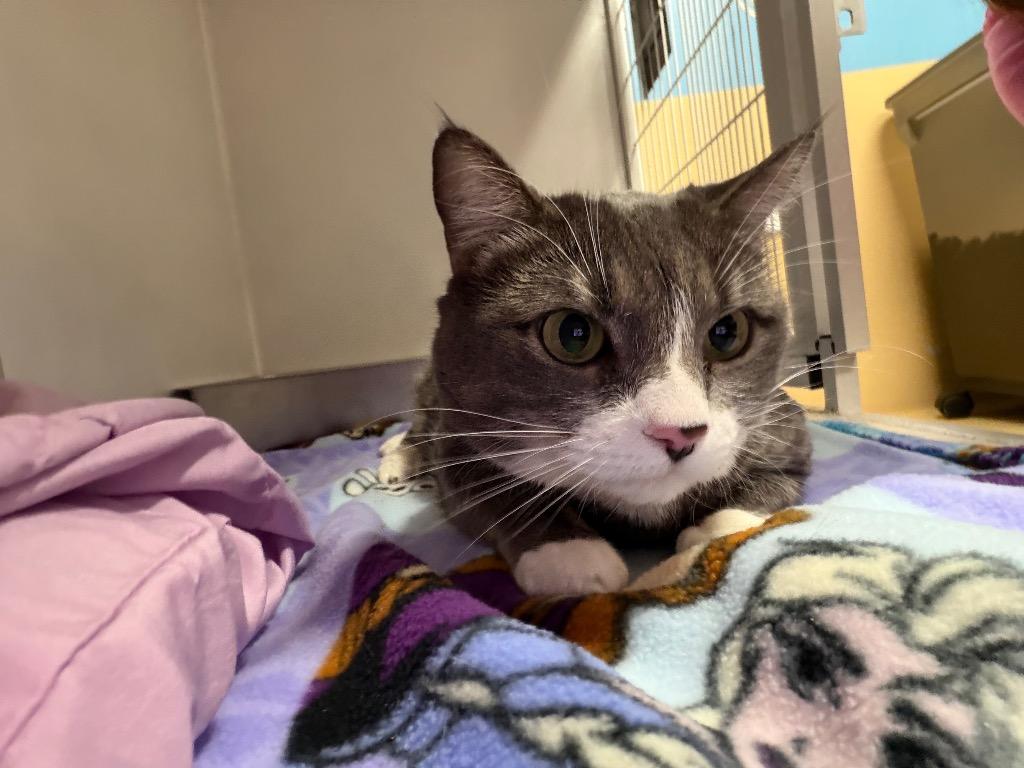 Enlarge Dot (now Gem), a Adoptable mixed breed in Waverly, NY image 6/6