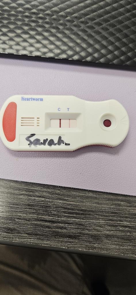 Sarah, Adoptable, Adult Female Mixed Breed.