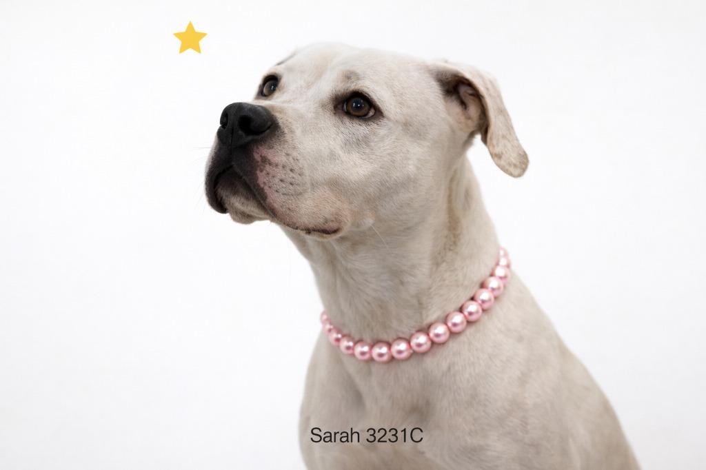 Sarah, Adoptable, Young Female Mixed Breed.