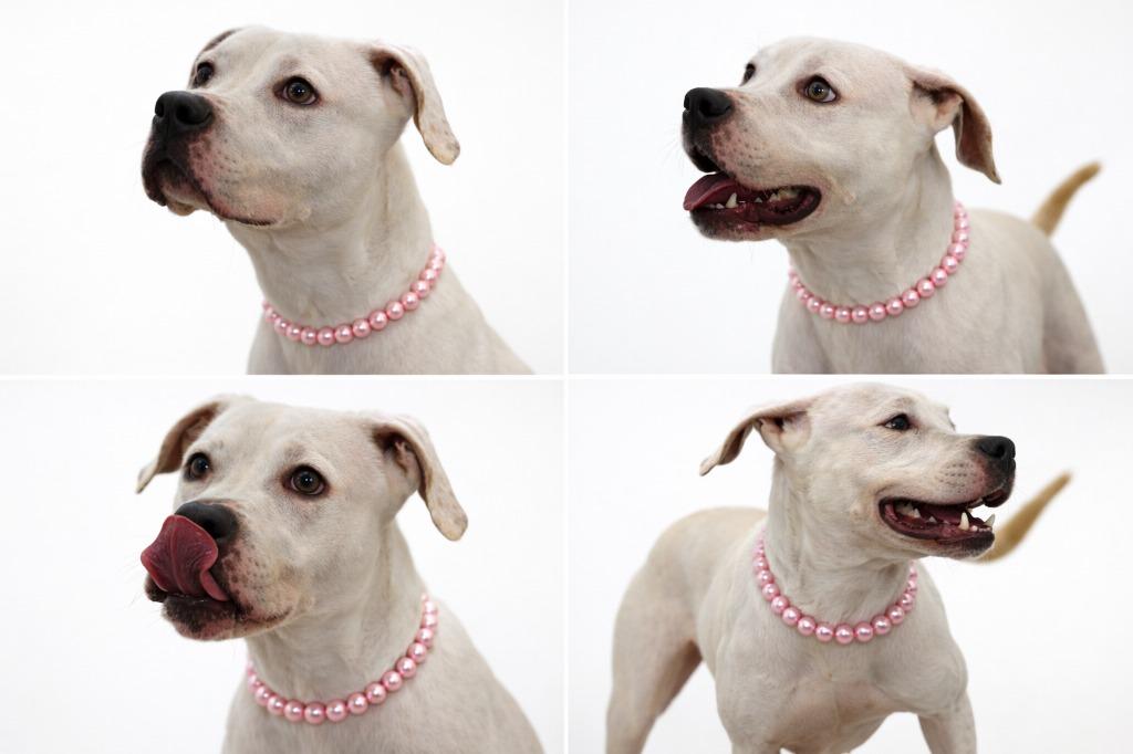 Enlarge Sarah, a Adoptable Mixed Breed in Bossier City, LA image 2/5