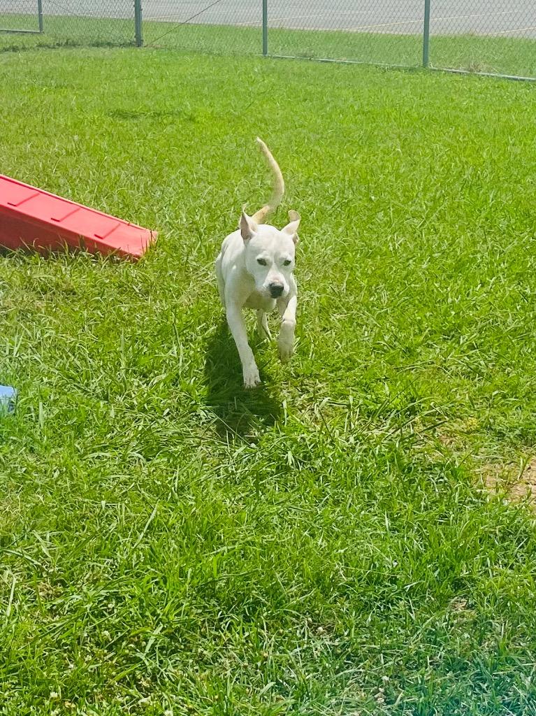 Sarah, Adoptable, Adult Female Mixed Breed.