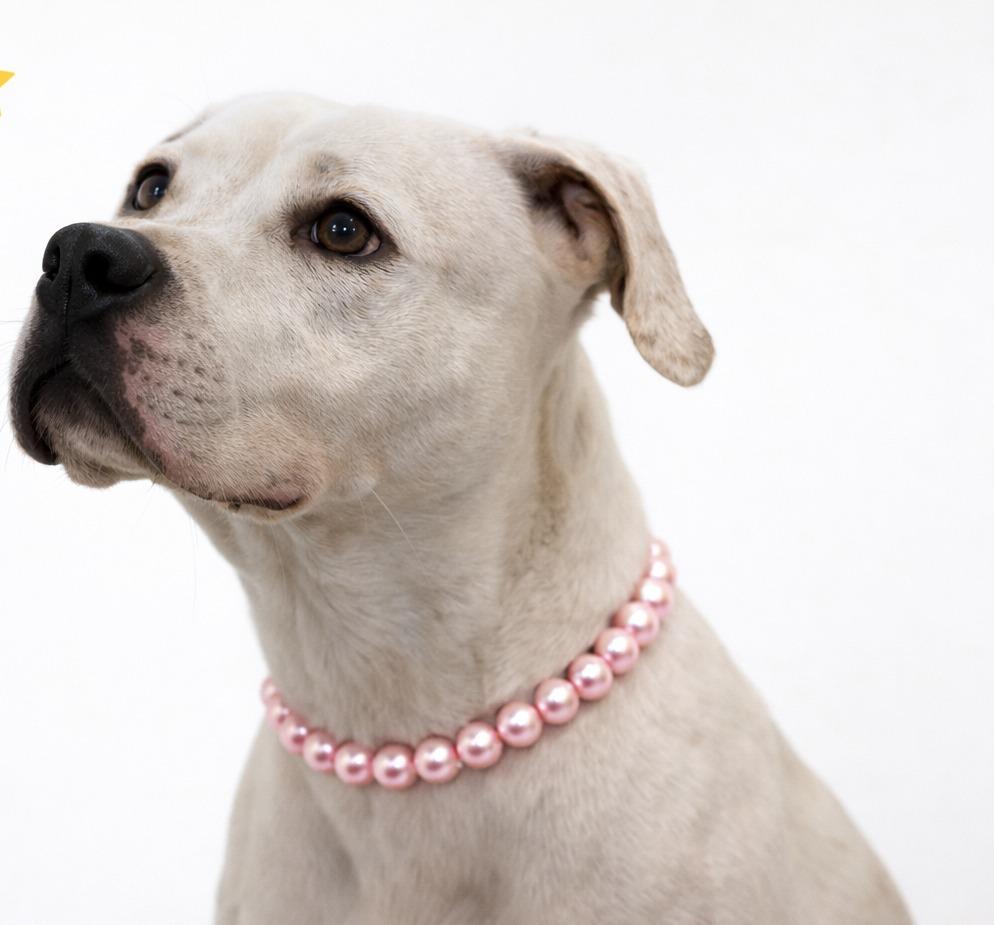 Enlarge Sarah, a Adoptable Mixed Breed in Bossier City, LA image 4/5