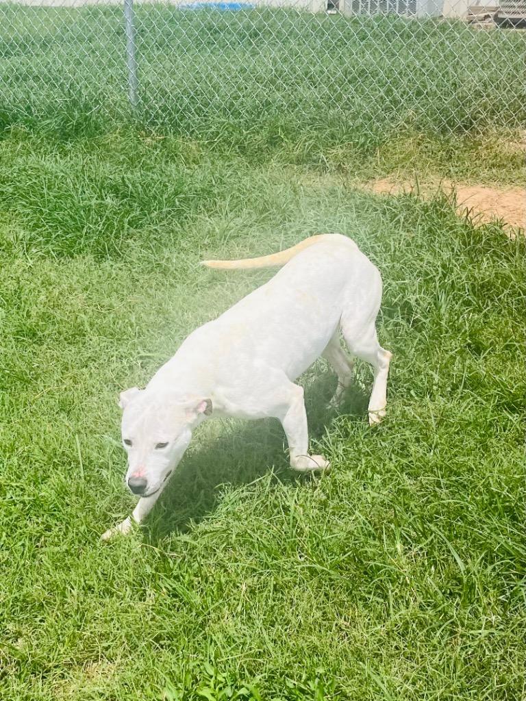 Sarah, a Adoptable Mixed Breed in Bossier City, LA image 3/5