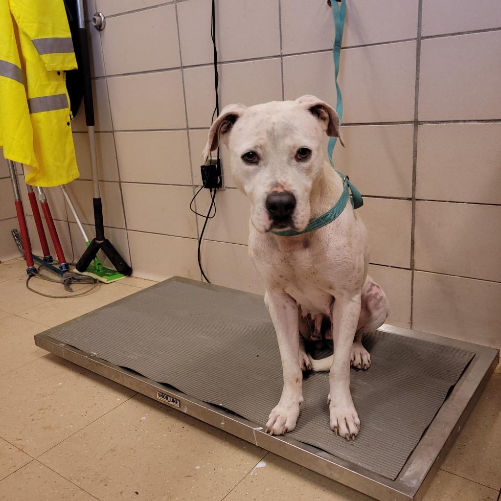 Sarah, a Adoptable Mixed Breed in Bossier City, LA image 5/5