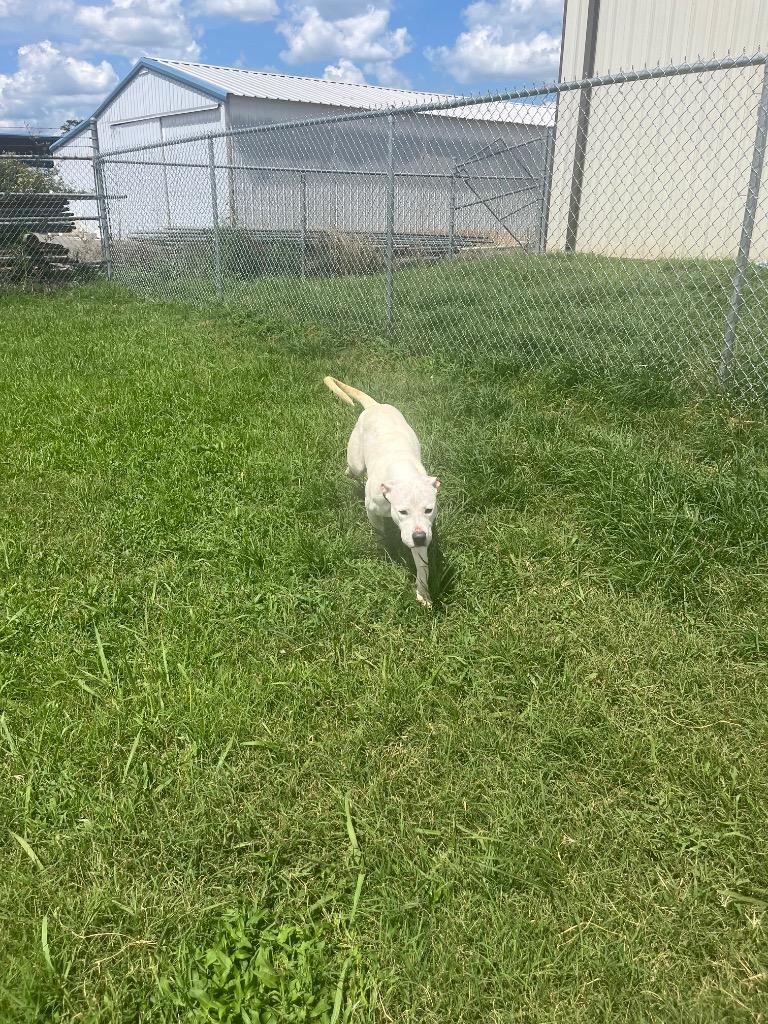 Enlarge Sarah, a Adoptable Mixed Breed in Bossier City, LA image 2/2