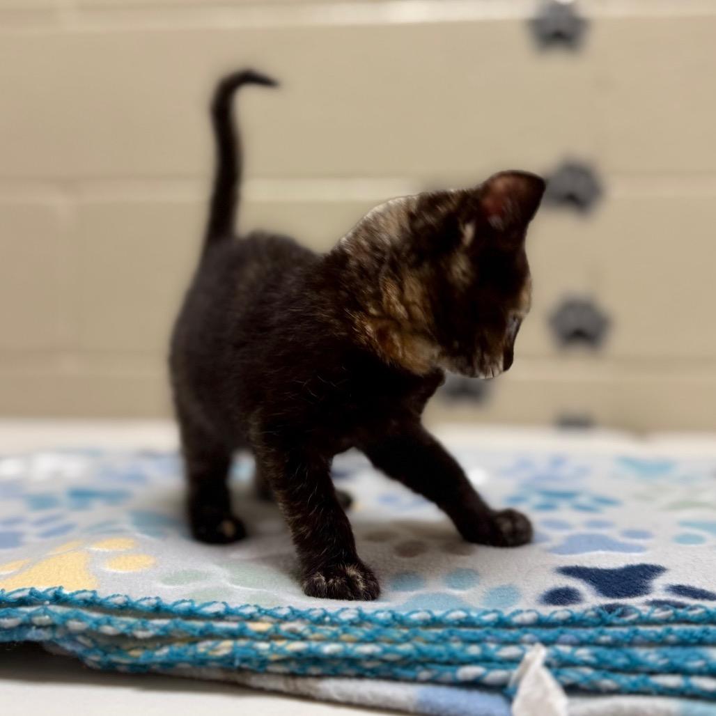 Enlarge Raven, a Adoptable mixed breed in Caryville, TN image 1/3