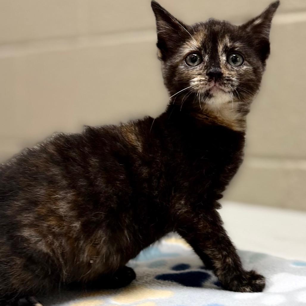 Enlarge Raven, a Adoptable mixed breed in Caryville, TN image 2/3