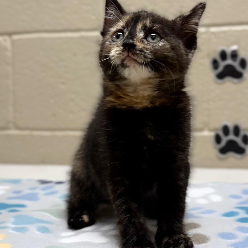 Enlarge Raven, a Adoptable mixed breed in Caryville, TN image 3/3