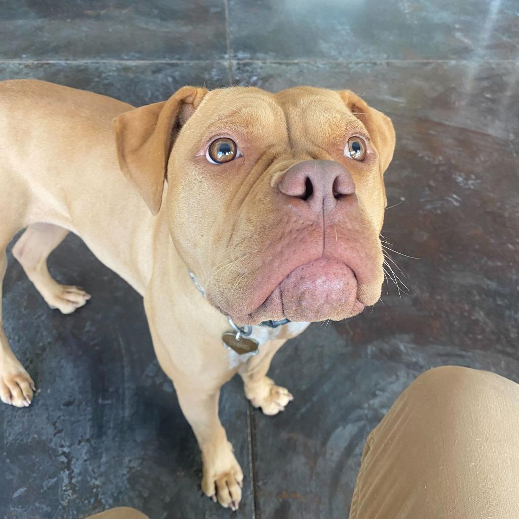 Azzy, Adoptable, Adult Female Pit Bull Terrier & Dogue de Bordeaux.