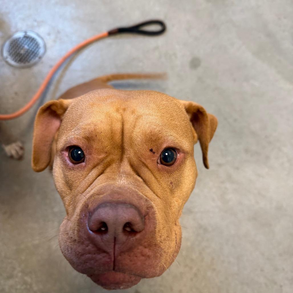 Azzy, a Adoptable mixed breed in Rifle, CO image 2/2