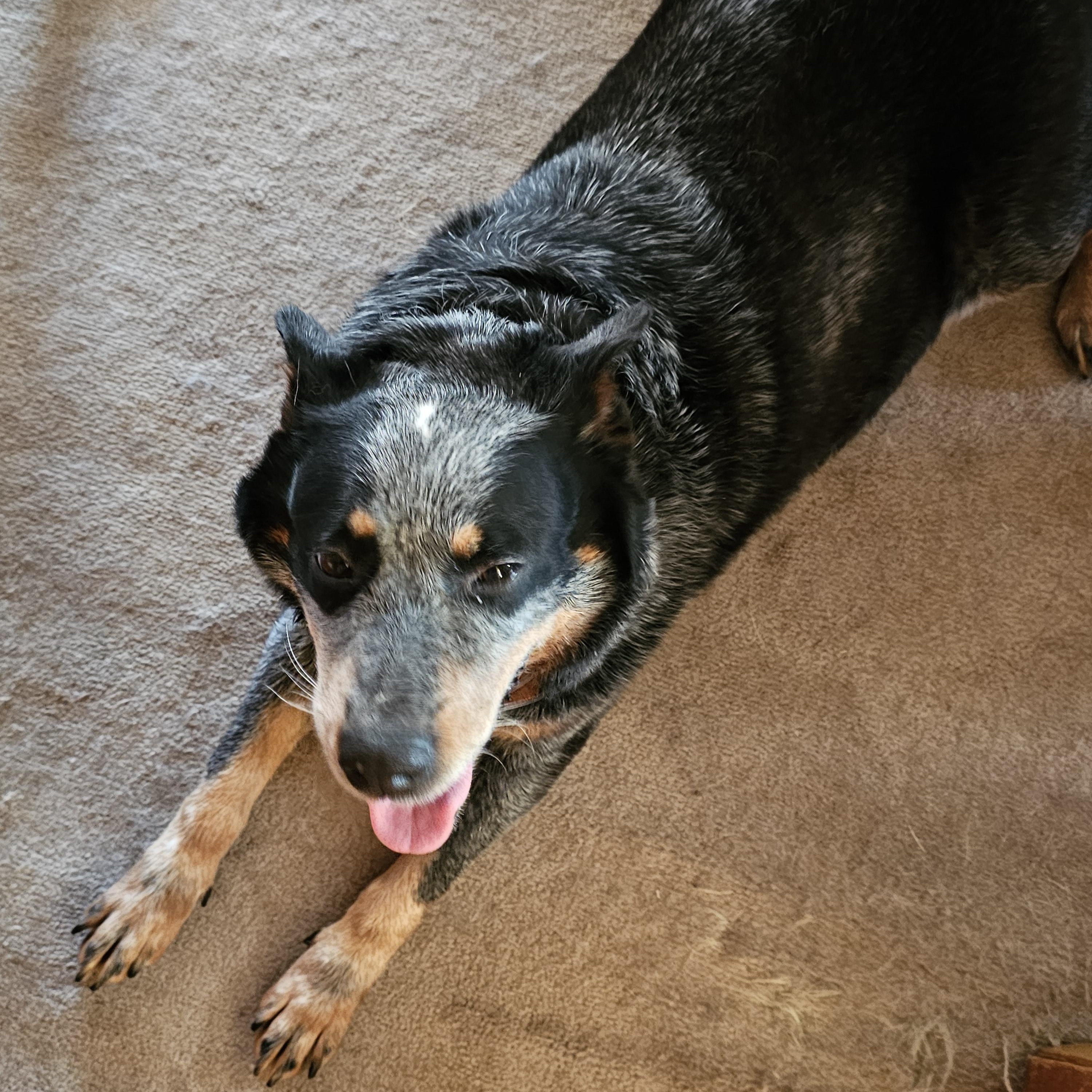 Margie, Adult Female unknown