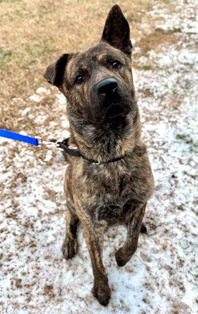 LEONARD, Adoptable, Young Male German Shepherd Dog.