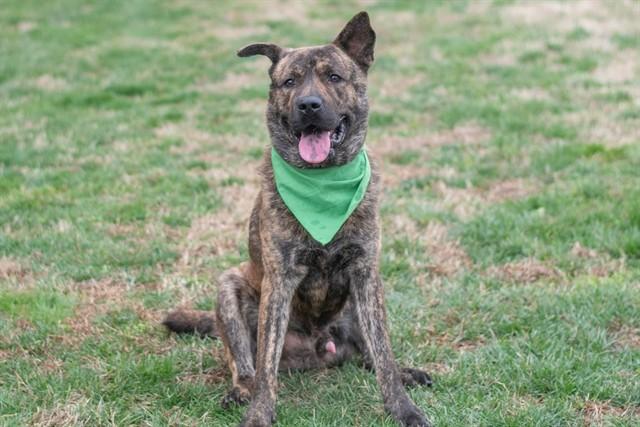 Enlarge LEONARD, a Adoptable German Shepherd Dog in York, SC image 1/1