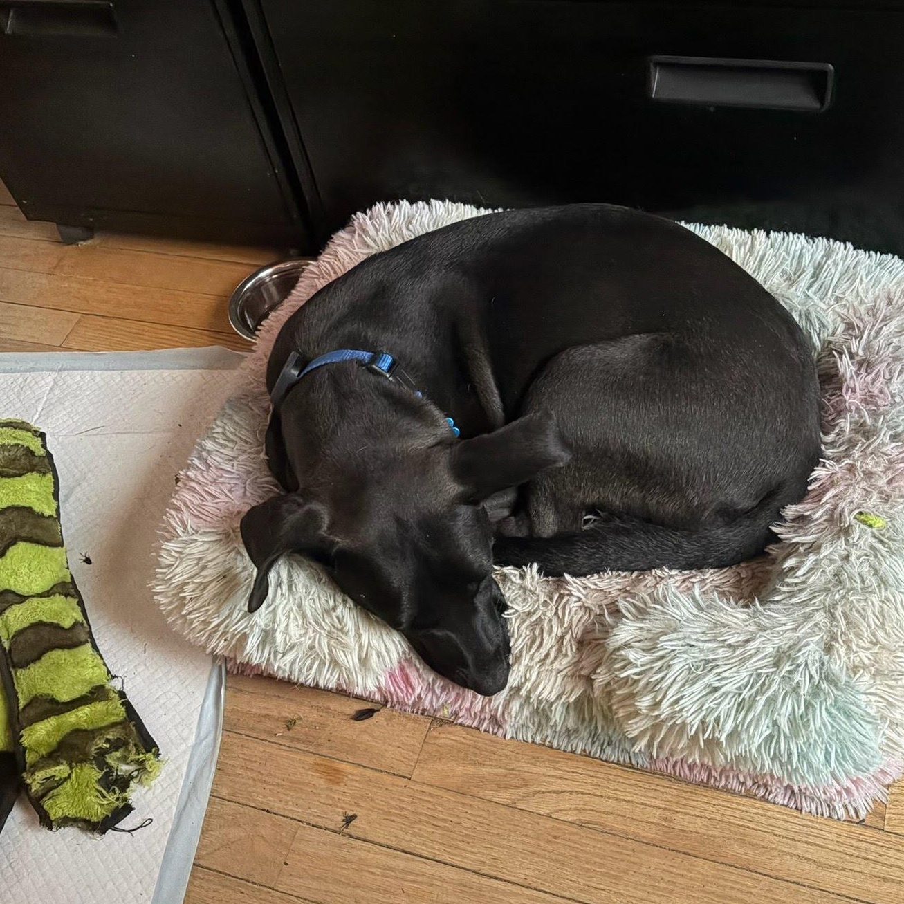 Piper, a Adoptable mixed breed in Hopkinton, MA image 5/6