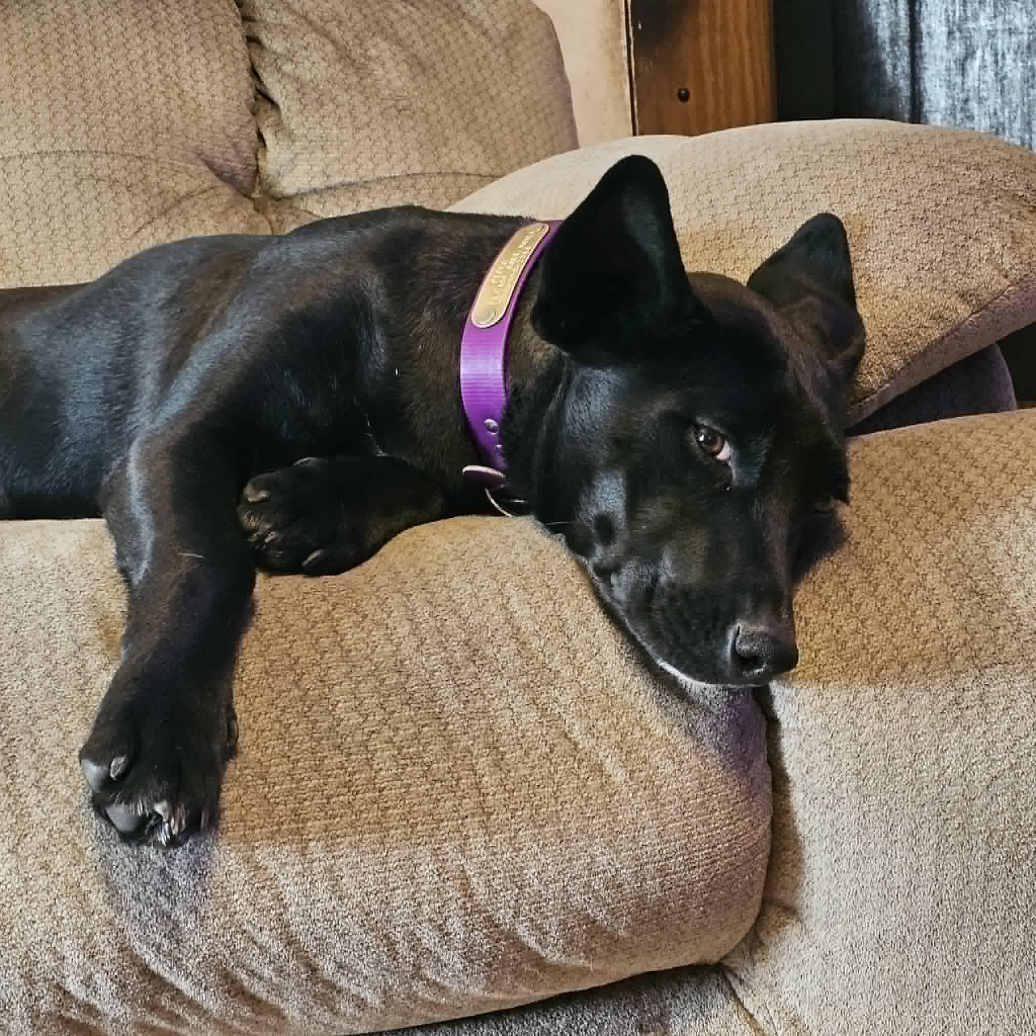 Piper, a Adoptable mixed breed in Hopkinton, MA image 4/6