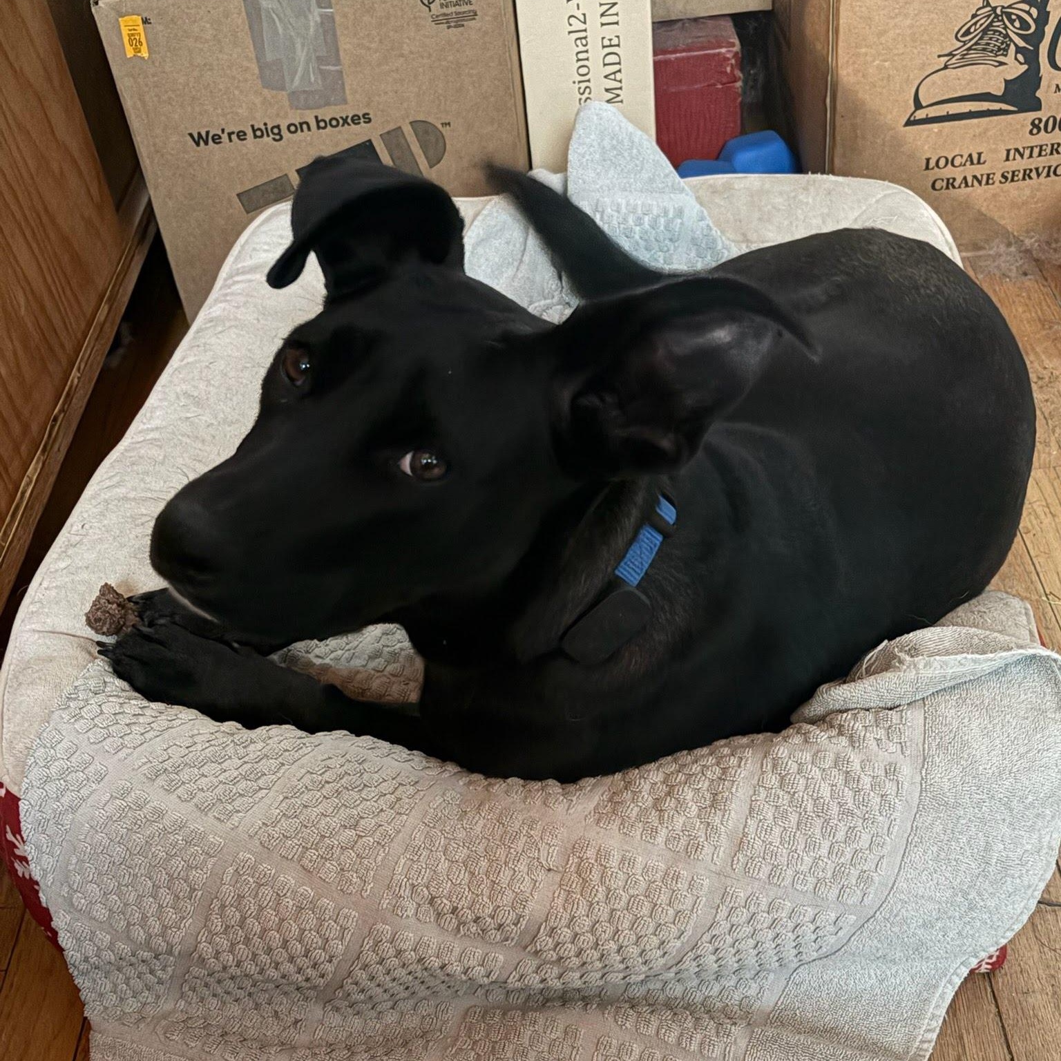 Piper, a Adoptable mixed breed in Hopkinton, MA image 6/6