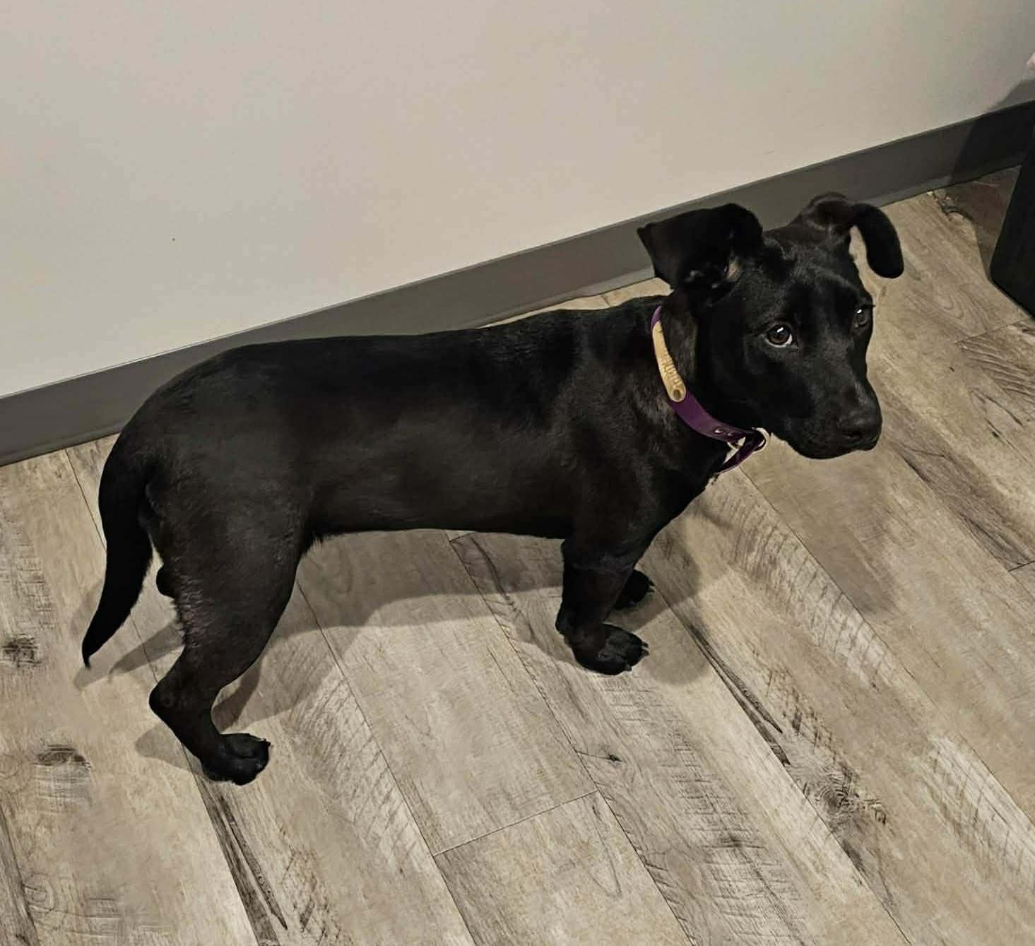 Piper, a Adoptable mixed breed in Hopkinton, MA image 3/6