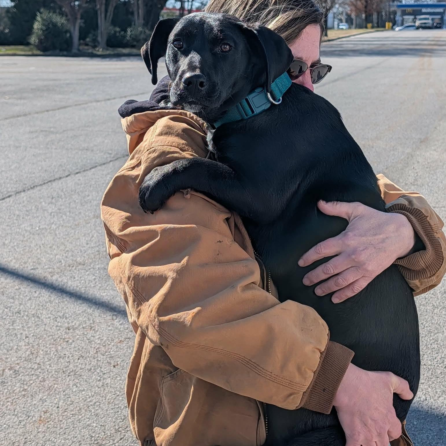  Piper, Adoptable, Puppy Female Mixed Breed.