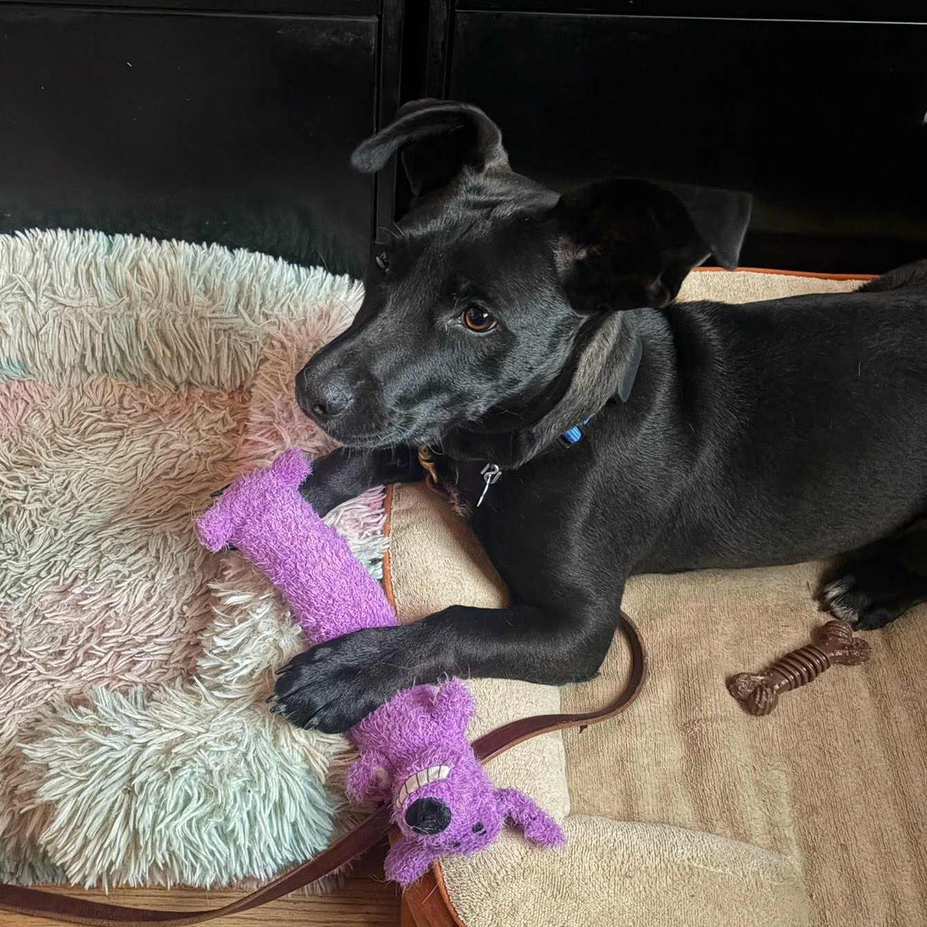 Piper, a Adoptable mixed breed in Hopkinton, MA image 2/6