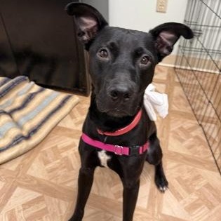 Enlarge Russell, a ADOPTABLE Mixed Breed in Worcester, MA image 2/3