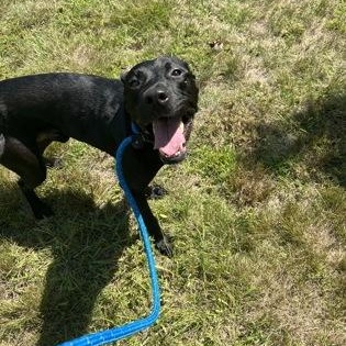 Enlarge Russell, a ADOPTABLE Mixed Breed in Worcester, MA image 3/3