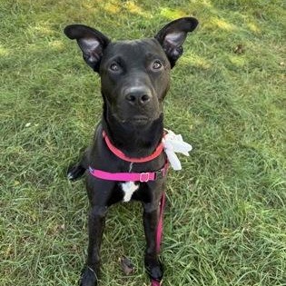 Russell, ADOPTABLE, Adult Male Mixed Breed.