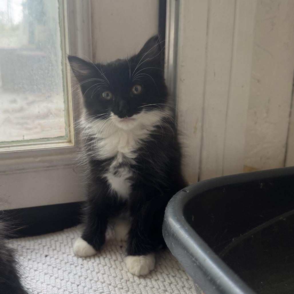 Enlarge Sylvester A25-244, a Adoptable Domestic Medium Hair in SANTA ROSA BEACH, FL image 1/1