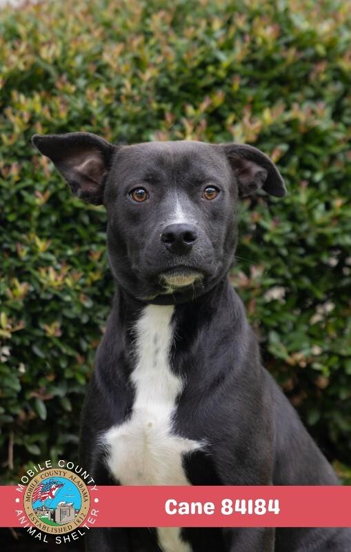 Enlarge Cane, a Adoptable Mixed Breed in Mobile, AL image 1/2