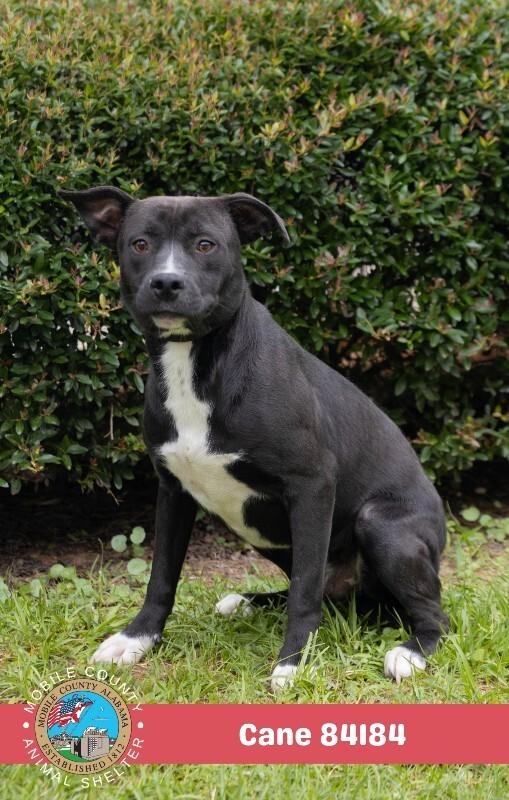 Enlarge Cane, a Adoptable Mixed Breed in Mobile, AL image 2/2